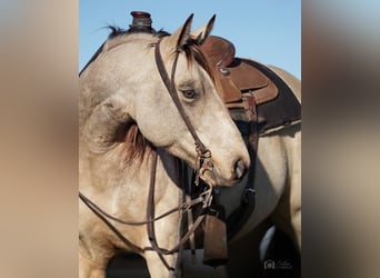 American Quarter Horse, Giumenta, 5 Anni, Pelle di daino