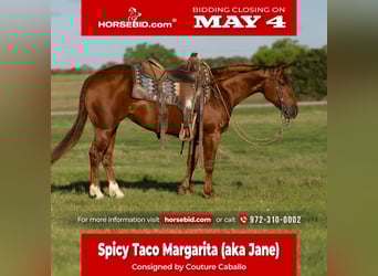 American Quarter Horse, Giumenta, 5 Anni, Sauro ciliegia