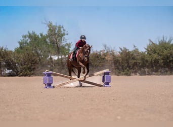 American Quarter Horse, Giumenta, 5 Anni, Sauro ciliegia