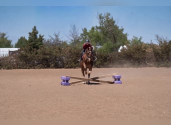 American Quarter Horse, Giumenta, 5 Anni, Sauro ciliegia