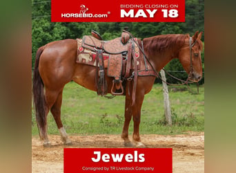 American Quarter Horse, Giumenta, 5 Anni, Sauro ciliegia