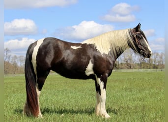 American Quarter Horse, Giumenta, 5 Anni, Tobiano-tutti i colori