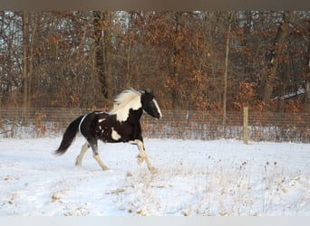 American Quarter Horse, Giumenta, 5 Anni, Tobiano-tutti i colori