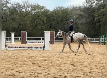 American Quarter Horse, Giumenta, 6 Anni, 142 cm, Grigio