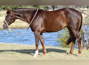 American Quarter Horse, Giumenta, 6 Anni, 142 cm, Sauro ciliegia