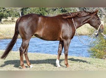 American Quarter Horse, Giumenta, 6 Anni, 142 cm, Sauro ciliegia