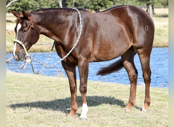 American Quarter Horse, Giumenta, 6 Anni, 142 cm, Sauro ciliegia