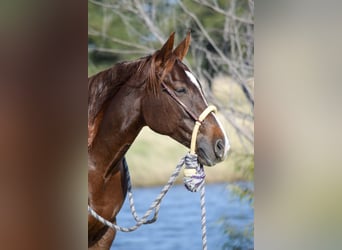 American Quarter Horse, Giumenta, 6 Anni, 142 cm, Sauro ciliegia