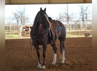 American Quarter Horse, Giumenta, 6 Anni, 142 cm, Sauro ciliegia