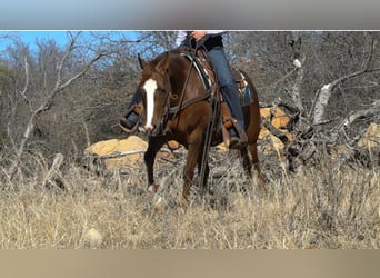 American Quarter Horse, Giumenta, 6 Anni, 142 cm, Sauro ciliegia