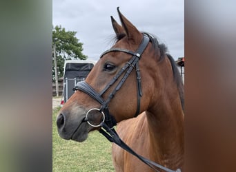 American Quarter Horse Mix, Giumenta, 6 Anni, 147 cm, Baio