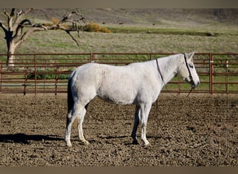 American Quarter Horse, Giumenta, 6 Anni, 147 cm, Grigio