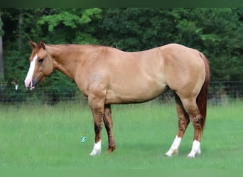 American Quarter Horse, Giumenta, 6 Anni, 147 cm, Red dun