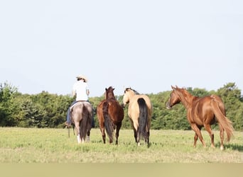 American Quarter Horse, Giumenta, 6 Anni, 147 cm, Roano rosso