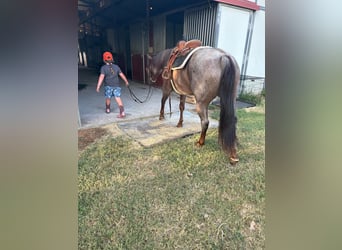 American Quarter Horse, Giumenta, 6 Anni, 147 cm, Roano rosso