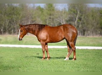 American Quarter Horse, Giumenta, 6 Anni, 147 cm, Sauro ciliegia