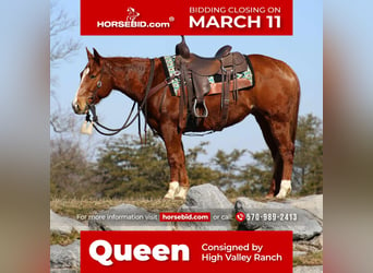 American Quarter Horse, Giumenta, 6 Anni, 147 cm, Sauro ciliegia