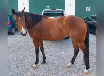 American Quarter Horse, Giumenta, 6 Anni, 148 cm, Baio