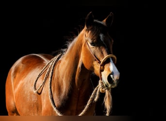 American Quarter Horse, Giumenta, 6 Anni, 148 cm, Baio