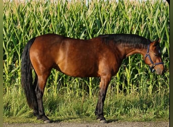 American Quarter Horse, Giumenta, 6 Anni, 148 cm, Baio