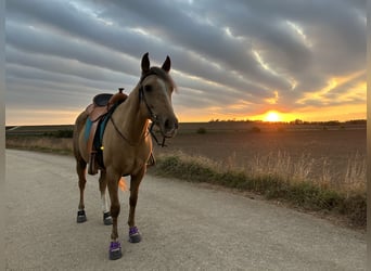 American Quarter Horse, Giumenta, 6 Anni, 148 cm, Palomino
