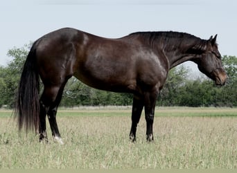 American Quarter Horse, Giumenta, 6 Anni, 150 cm, Baio ciliegia