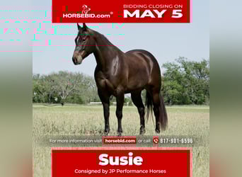 American Quarter Horse, Giumenta, 6 Anni, 150 cm, Baio ciliegia