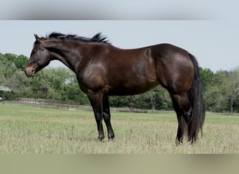 American Quarter Horse, Giumenta, 6 Anni, 150 cm, Baio ciliegia