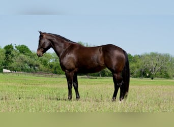 American Quarter Horse, Giumenta, 6 Anni, 150 cm, Baio ciliegia