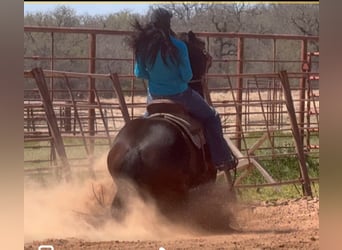 American Quarter Horse, Giumenta, 6 Anni, 150 cm, Baio ciliegia