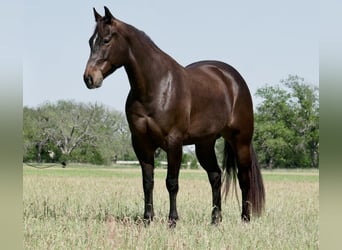 American Quarter Horse, Giumenta, 6 Anni, 150 cm, Baio ciliegia