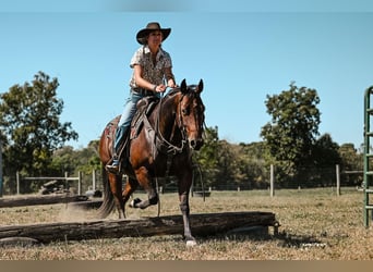 American Quarter Horse, Giumenta, 6 Anni, 150 cm, Baio roano