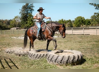 American Quarter Horse, Giumenta, 6 Anni, 150 cm, Baio roano