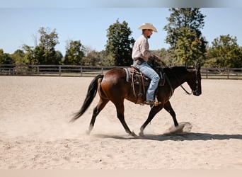 American Quarter Horse, Giumenta, 6 Anni, 150 cm, Baio roano