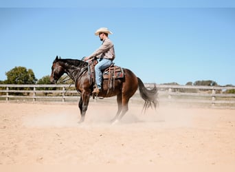 American Quarter Horse, Giumenta, 6 Anni, 150 cm, Baio roano