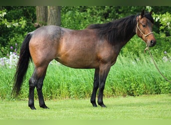American Quarter Horse, Giumenta, 6 Anni, 150 cm, Baio roano