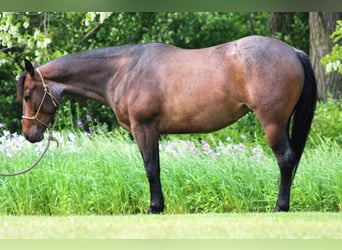 American Quarter Horse, Giumenta, 6 Anni, 150 cm, Baio roano