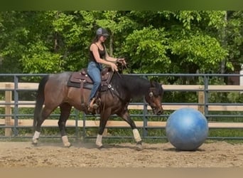 American Quarter Horse, Giumenta, 6 Anni, 150 cm, Baio roano