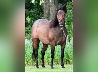 American Quarter Horse, Giumenta, 6 Anni, 150 cm, Baio roano