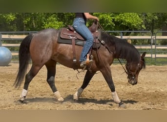 American Quarter Horse, Giumenta, 6 Anni, 150 cm, Baio roano