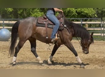 American Quarter Horse, Giumenta, 6 Anni, 150 cm, Baio roano
