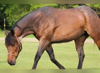 American Quarter Horse, Giumenta, 6 Anni, 150 cm, Baio roano