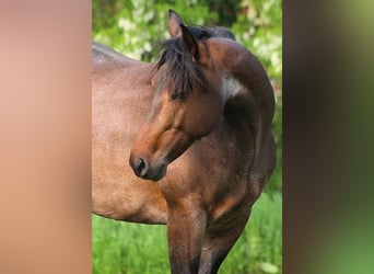American Quarter Horse, Giumenta, 6 Anni, 150 cm, Baio roano