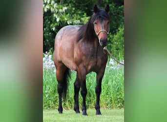 American Quarter Horse, Giumenta, 6 Anni, 150 cm, Baio roano