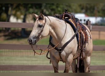 American Quarter Horse, Giumenta, 6 Anni, 150 cm, Falbo