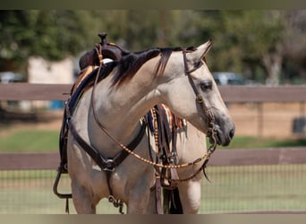 American Quarter Horse, Giumenta, 6 Anni, 150 cm, Falbo