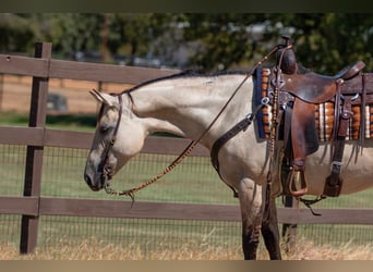 American Quarter Horse, Giumenta, 6 Anni, 150 cm, Falbo