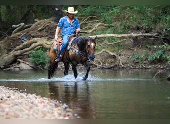American Quarter Horse, Giumenta, 6 Anni, 150 cm, Falbo