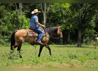 American Quarter Horse, Giumenta, 6 Anni, 150 cm, Falbo