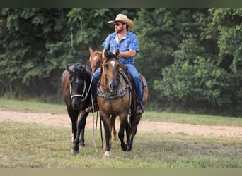 American Quarter Horse, Giumenta, 6 Anni, 150 cm, Falbo